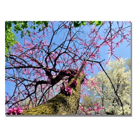 Trademark Fine Art Kurt Shaffer 'Spring up the Redbud' Canvas Art, 22x32 KS457-C2232GG